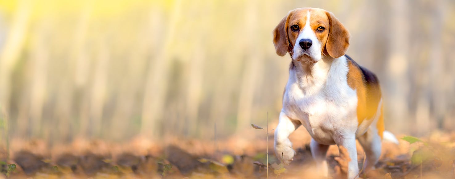 121+ Fruit Inspired Name Ideas For Dogs WowPooch